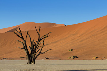 Dead tree and Red Sand Dunes