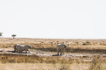 Weiße Elefanten von Etosha