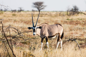 Oryx, Spießbock