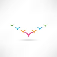 flock of birds