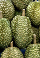 Durian fresh fruit,sweet from East asian,Thailand, Malaysia.