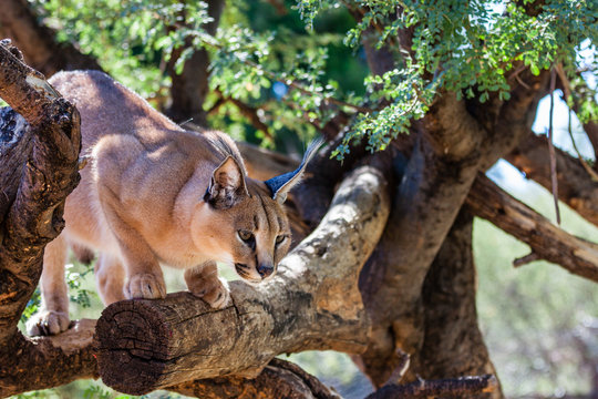 Karakal (Caracal caracal damarensis) in einem Baum