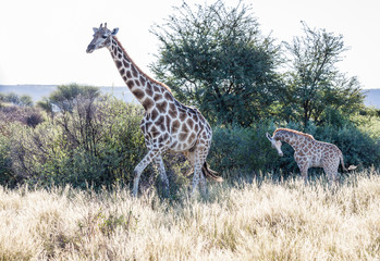 Giraffen (Giraffa camelopardalis), Mutter mit Jungtier
