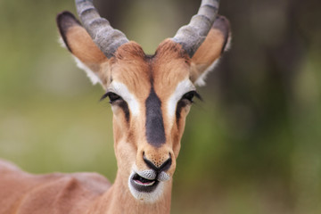 Close-up of an Impala