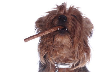 yorkshire terrier with stick meat in mouth