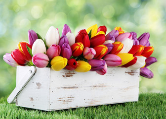 tulips