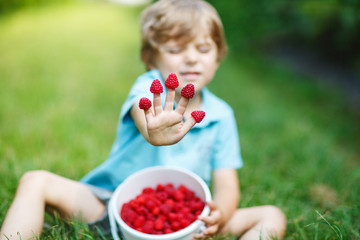 Little blond boy having fun with picking berries on raspberry fa