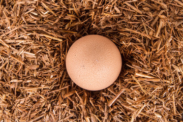 Detail of Organic Egg in Nest