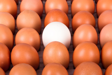Healthy Organic Eggs