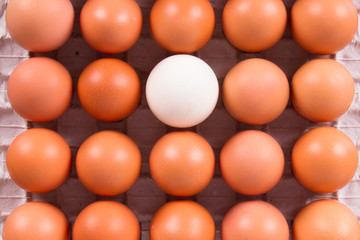 Healthy Organic Eggs