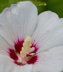 Althéa, fleur blanche 