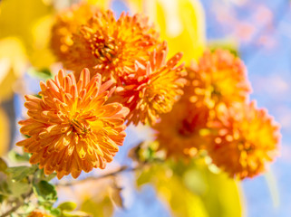 Orange chrysanthemums on a sunny autumn day