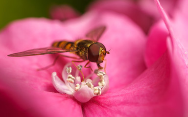 A macro photo of a Hoverfly on a pink Hydrangea flower