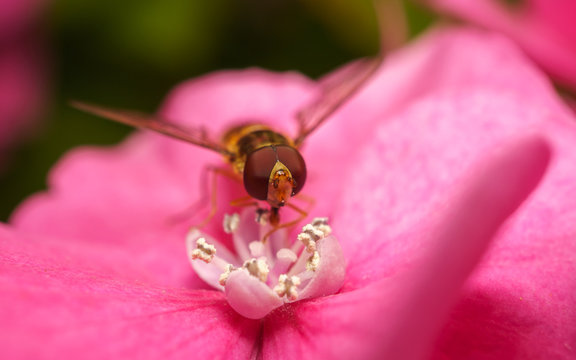 A macro photo of a Hoverfly on a pink Hydrangea flower