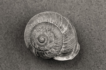 B&W of snail shell.