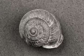 Poster B&W of snail shell. © Gregory Johnston