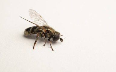 A macro photo of a Hoverfly isolated on a white background