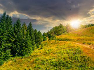 coniferous forest on a  mountain slope at sunset