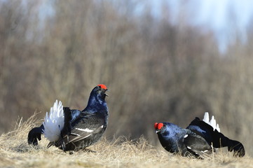 Lekking Black Grouse