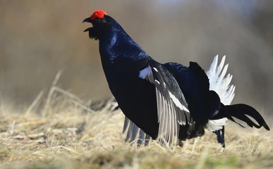 Lekking Black Grouse