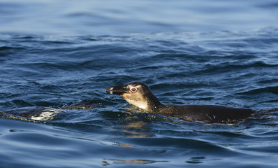 Fototapeta premium Swimming penguins. The African penguin (Spheniscus demersus)