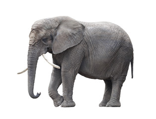 Naklejka na ściany i meble African elephant isolated on white with clipping path