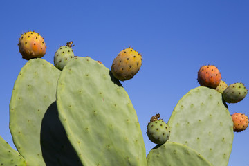 Figues de barbarie