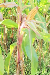 corn © marcobir