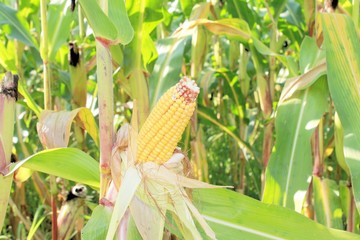 corn © marcobir