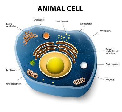 Animal Cell Images – Browse 2,768,981 Stock Photos, Vectors, and Video |  Adobe Stock