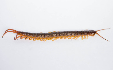 centipede