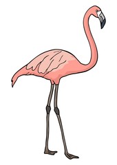 Flamingo