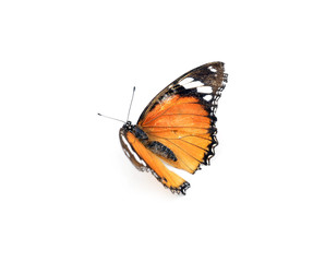 Orange Butterfly