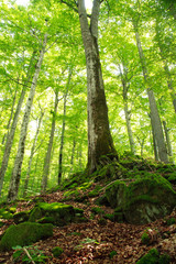Old green mossy forest and tall trees, close-up