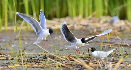 Black-headed Gull (Larus ridibundus)