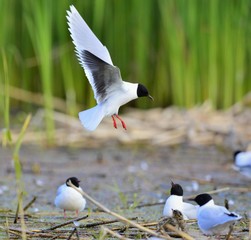 Black-headed Gull (Larus ridibundus)