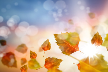 Autumn leaves