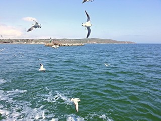 Керченский пролив, чайки и море