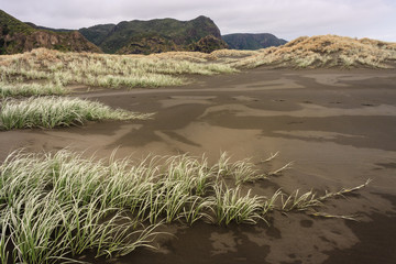 sand dunes grass at Karekare beach in New Zealand