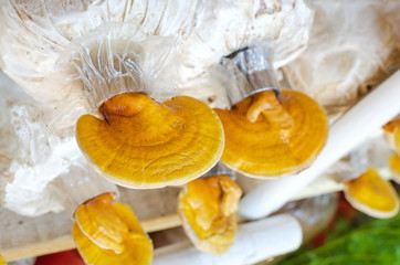 Lingzhi,Ganoderma lucidum mushroom