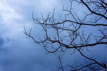 Silhouette Dry tree