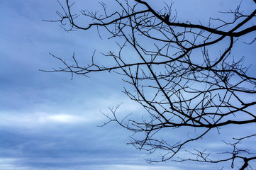 Silhouette Dry tree