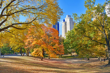 Autumn Colors - fall foliage in Central Park, Manhattan,New York