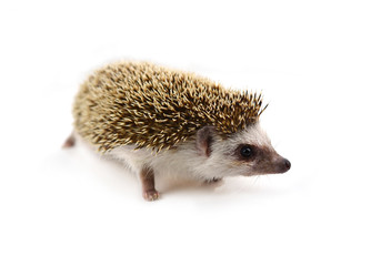 Hedgehog isolate on white background