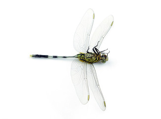 Dragonfly isolated on white background