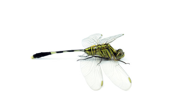 Dragonfly isolated on white background