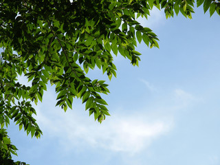 Green leaf with clear sky background