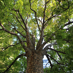 Salt Lake City - Tree with 