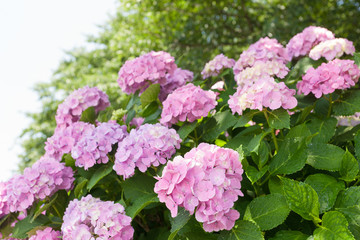 アジサイの花