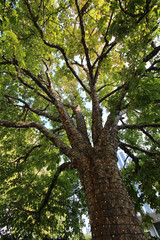 Salt Lake City - Tree with traduirelig string